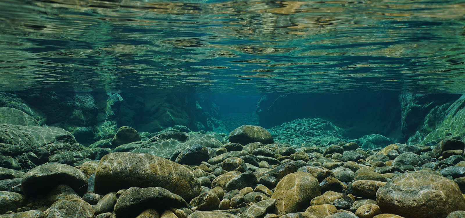 News from the River Taw Fisheries and Conservation Association